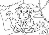 Monkey With Banana Coloring Page  Free Printable Pages sketch template