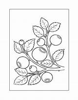 Blueberry Coloring Pages – Printable FREE sketch template