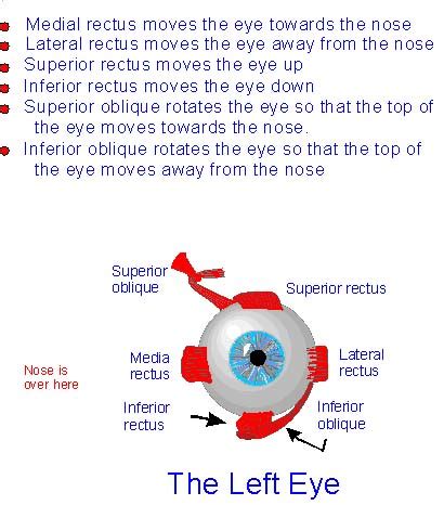 Diagram of extraocular muscles