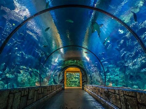 Shark Reef Aquarium Tickets in Las Vegas: how to buy and prices ...