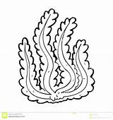 Kelp Coloring Page At GetColoringscom  Free Printable Colorings Pages sketch template
