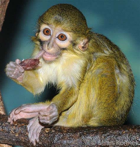 TALAPOIN MONKEY | Primates, Apes, Animals