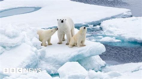 Climate change: 'Last refuge' for polar bears is vulnerable to warming - BBC News