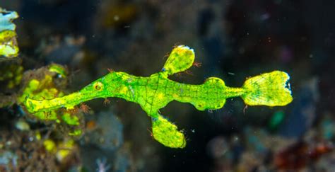 Halimeda Ghost Pipefish is More Unusual Than You Can Imagine | Reef Builders - WZaquarium