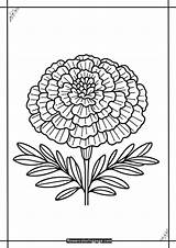 Free Printable PDF Marigold Coloring Pages  Flower Page sketch template