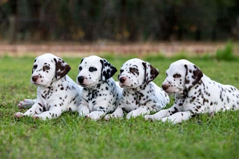 How to Train Your Dalmatian: The 7 Best Methods and Tips - A-Z Animals