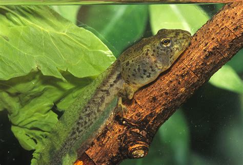 Leopard Frog Tadpole Photograph by John Mitchell - Fine Art America