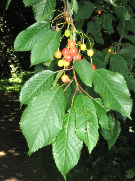 File:Prunus avium1.jpg - Wikimedia Commons