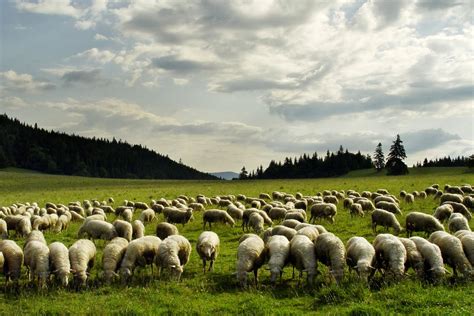 Sombra do Onipotente: PASTOS VERDEJANTES E ÁGUAS DE DESCANSO