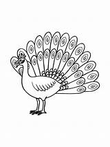 Peacock coloring Page sketch template