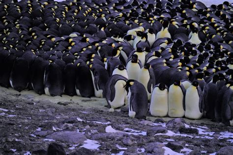 Penguin genes show how they adapted to the cold. Now they're vulnerable ...