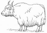 Yak coloring Page  Free Printable Coloring Pages sketch template