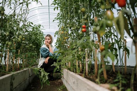 Commercial Hydroponic Farming