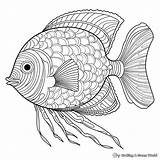 Free Coloring Pages Of Fish sketch template