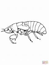 Cicada Page Coloring Pages sketch template