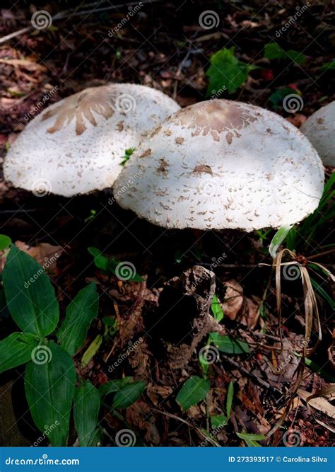 Fungus seta hongo stock image. Image of mushroom, leaf - 273393517