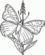 Free Printable Butterfly Coloring Pages For Kids sketch template