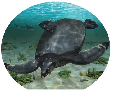 Scientists uneагtһ a Prehistoric Marine Turtle the Size of a Car - Mar Daily