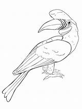 Hornbill coloring Pages sketch template
