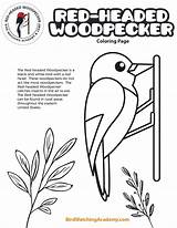 Woodpecker Coloring Page sketch template