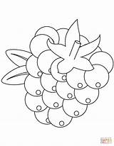 Blackberry coloring page  Free Printable Coloring Pages sketch template