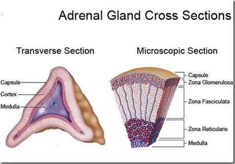 Pictures Of Adrenal Cortex