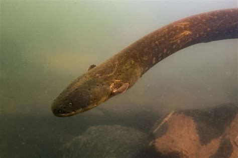 Two new species of electric eel come as a shock to biologists | New Scientist