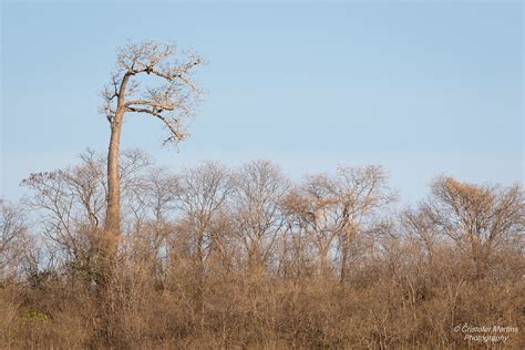 Brazilian Savanna | Brazilian savanna, dry season (winter). … | Flickr