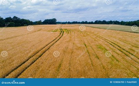 Drone Flight and Aerial View Over a Corn Field Stock Image - Image of aerial, drone: 123836703