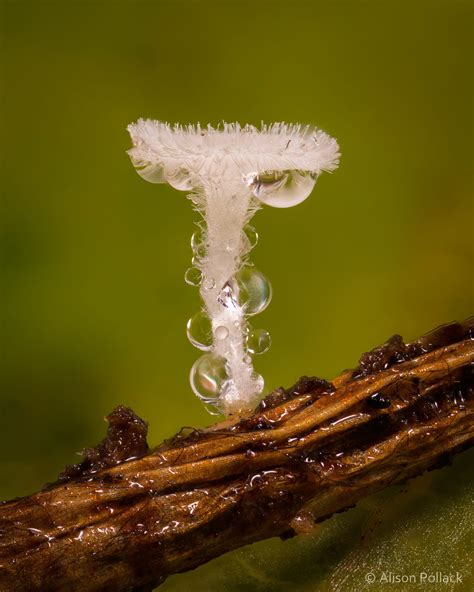 Fantastic Macro Photos Reveal the Microscopic World of Mushrooms and Slime Molds | 67nj