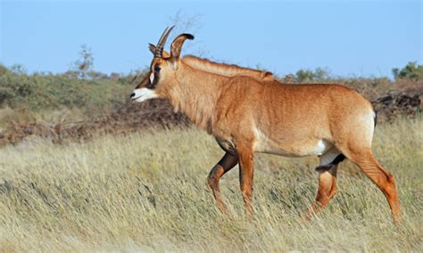 Discover the Elusive Roan Antelope: 10 Fascinating Facts