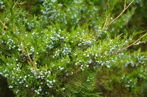 Juniperus Virginiana Foliage and Mature Cones. Eastern Red Cedar ...