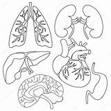 Heart And Lungs Drawing At GetDrawings  Free Download sketch template