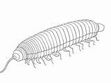 Millipede Coloring Pages Top 11 Free Printable Designs sketch template