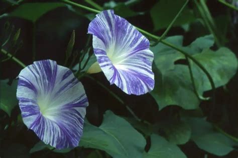 Morning Glory Seeds - Flying Saucers (Ipomoea Tricolor Flying Saucers) Flowers Seeds ...