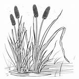 Coloring Page Black And White Line Drawing Of Cattail Plants In A Pond  sketch template