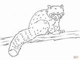 Red Panda coloring Page  Free Printable Coloring Pages sketch template