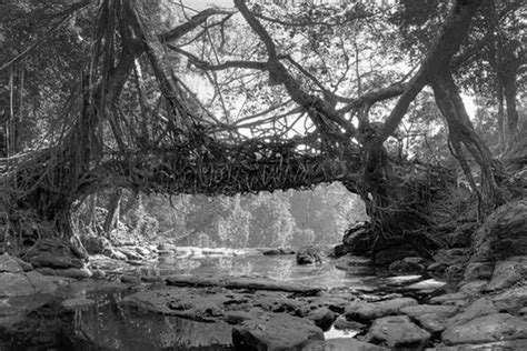 Living Root Bridges Meghalaya Images, Living Root Bridges Meghalaya ...