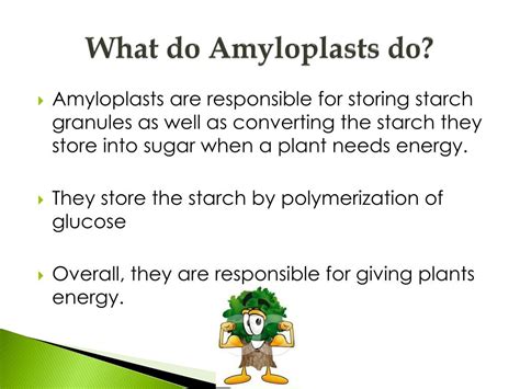 PPT - Amyloplasts and Chloroplasts PowerPoint Presentation, free download - ID:1931122