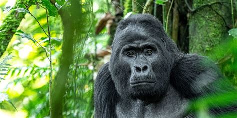 Mountain Gorilla Facts | Uganda & Rwanda, Africa