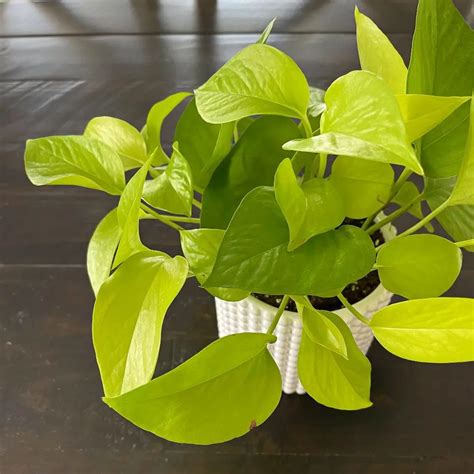 Three Stunning Easy Care Pothos Varieties - The Contented Plant