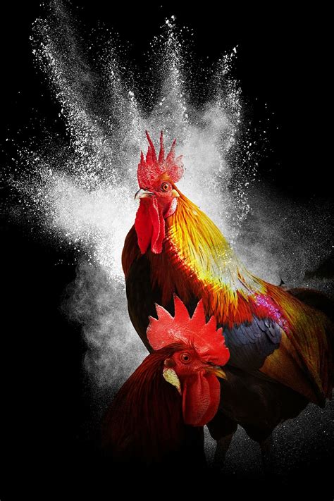 HD wallpaper: two orange and red gamefowl roosters, cock, year of the rooster | Wallpaper Flare