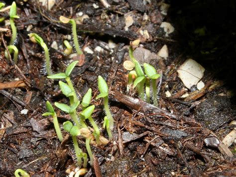 Growing potatoes from seeds * Cold-Hardy.com