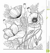 Download coloring Page With poppies And Leaves Vector For  sketch template