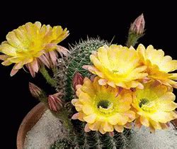 ورود متحركة – Collections – Google+ | Cactus flower, Amazing flowers, Bloom