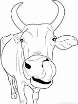 Baby Cow Coloring Pages At GetColoringscom  Free Printable Colorings sketch template
