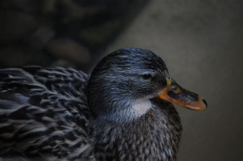 Female Mallard Duck Free Stock Photo - Public Domain Pictures