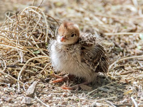 Gambel's Quail Chick 9584 Photograph by Tam Ryan - Fine Art America