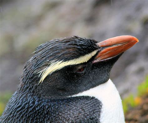 Snares Crested Penguin : Birding NZ