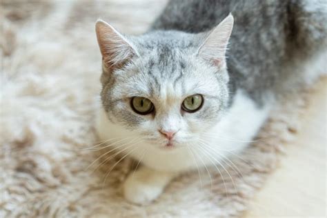 Cat Eye Infection: Symptoms and Treatment Options | Great Pet Care